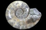Polished Ammonite Fossil - Amazing Specimen! #77481-1